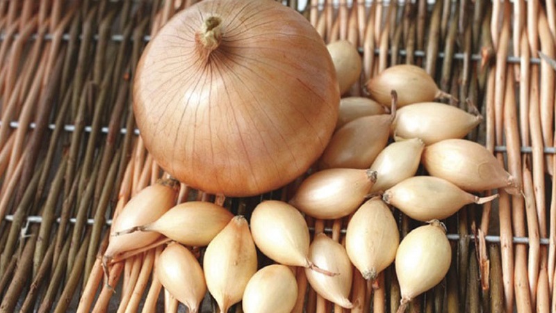 Hybrid Zwiebel Herkules: Ist es möglich, vor dem Winter zu pflanzen und Merkmale zu kultivieren