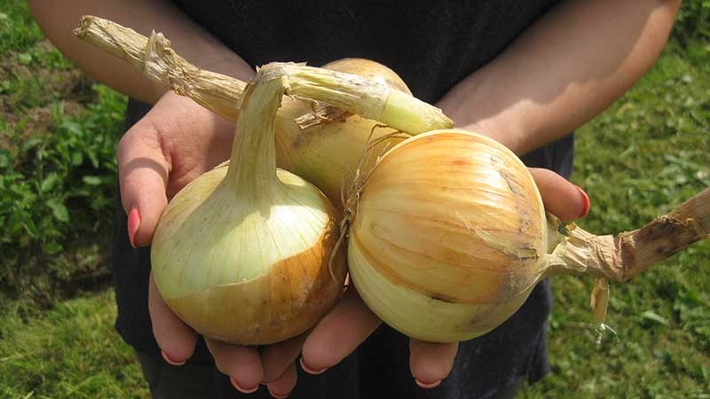 Hybrid Zwiebel Herkules: Ist es möglich, vor dem Winter zu pflanzen und Merkmale zu kultivieren