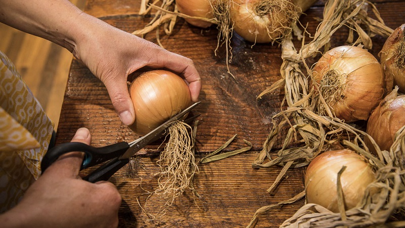 Hybrider Zwiebel-Herkules: Ist es möglich, vor dem Winter zu pflanzen und Merkmale zu kultivieren