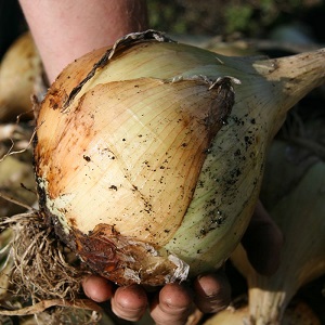 Hybrid Zwiebel Herkules: Ist es möglich, vor dem Winter zu pflanzen und Merkmale zu kultivieren