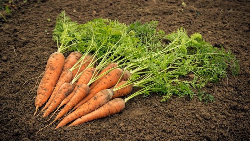 Die Hauptgründe, warum Karotten nicht im Garten wachsen