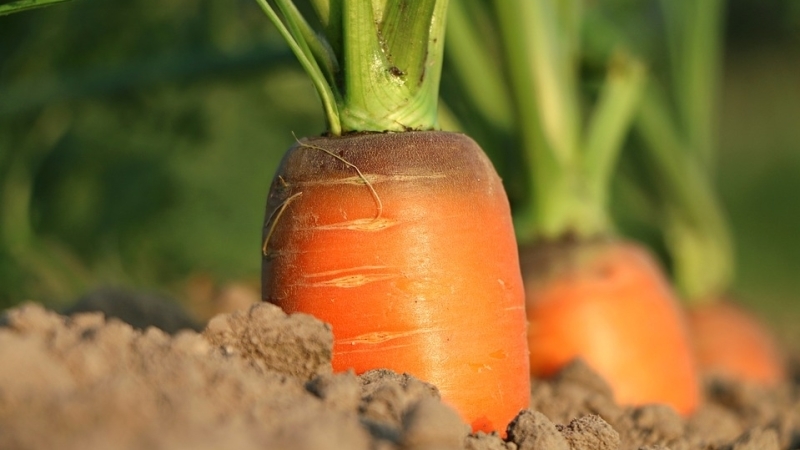 Die Hauptgründe, warum Karotten nicht im Garten wachsen