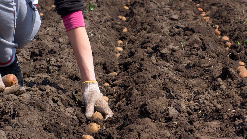 Kompetentes Pflanzen von Kartoffeln für den Winter: Schritt-für-Schritt-Anleitung für unerfahrene Gärtner