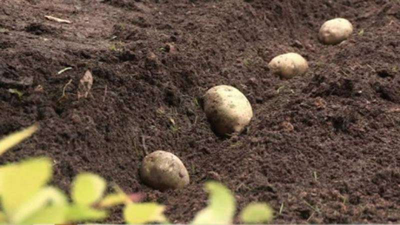 Kompetentes Pflanzen von Kartoffeln für den Winter: Schritt-für-Schritt-Anleitung für unerfahrene Gärtner