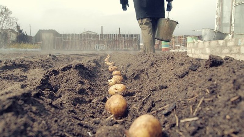 Kompetentes Pflanzen von Kartoffeln für den Winter: Schritt-für-Schritt-Anleitung für unerfahrene Gärtner