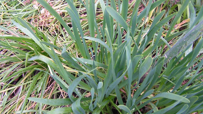 Kältebeständiger Zwiebelschleim