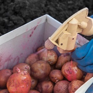 Wie man mit Schorf auf Kartoffeln umgeht und das Land heilt