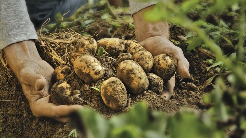 Wie man mit Schorf auf Kartoffeln umgeht und das Land heilt