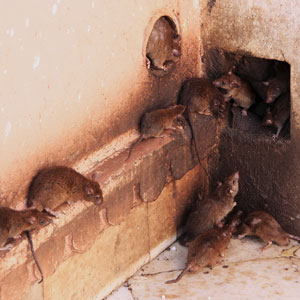 Wie man Mäuse und Ratten loswird, die Kartoffeln im Keller nagen