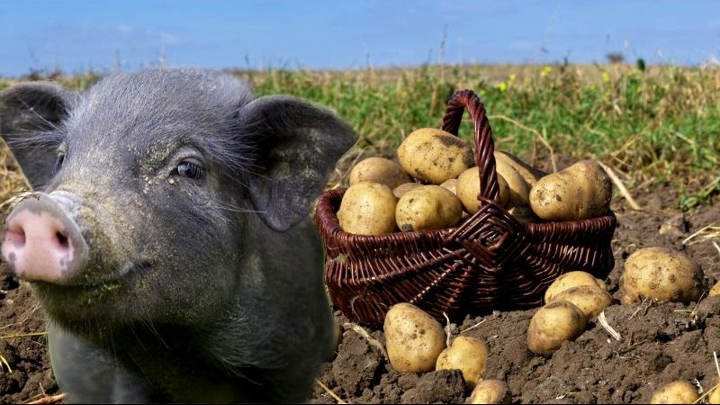 Wie man Futterkartoffeln von Tafelsorten unterscheidet und welche Merkmale sie haben