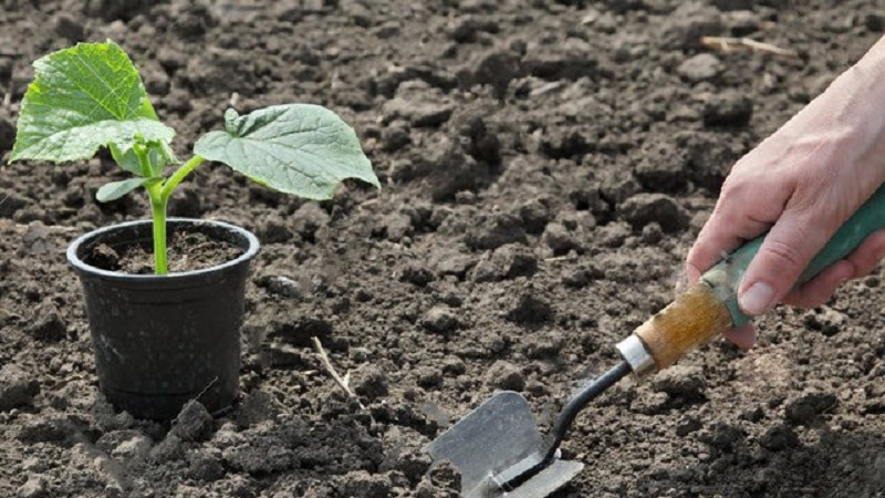 How to plant cucumbers for seedlings correctly, and when is it better to do it