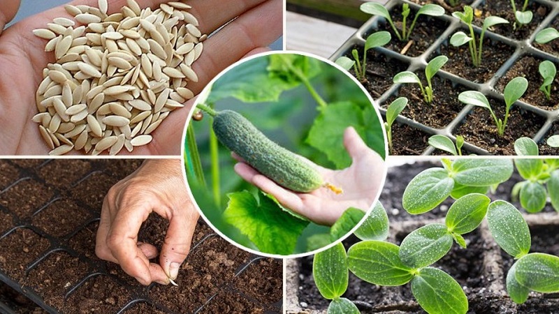 How to plant cucumbers for seedlings correctly, and when is it better to do it