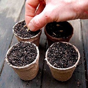 How to plant cucumbers for seedlings correctly, and when is it better to do it