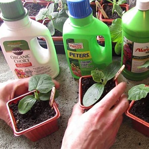 How to plant cucumbers for seedlings correctly, and when is it better to do it