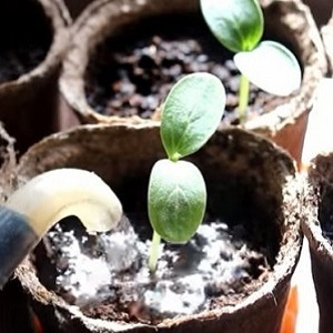 How to plant cucumbers for seedlings correctly, and when is it better to do it