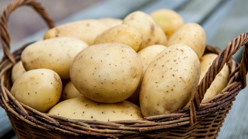 Wie manifestiert sich eine Kartoffelallergie bei Kindern und Erwachsenen?