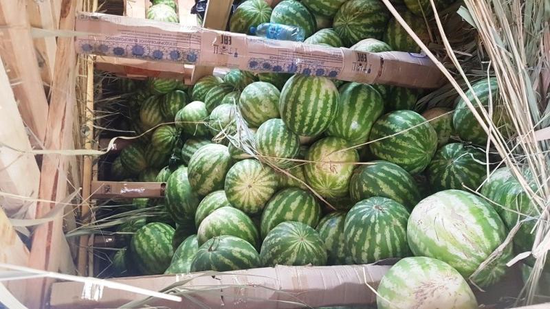 Wie man eine Wassermelone bis zum neuen Jahr im Keller hält - 7 beste Möglichkeiten