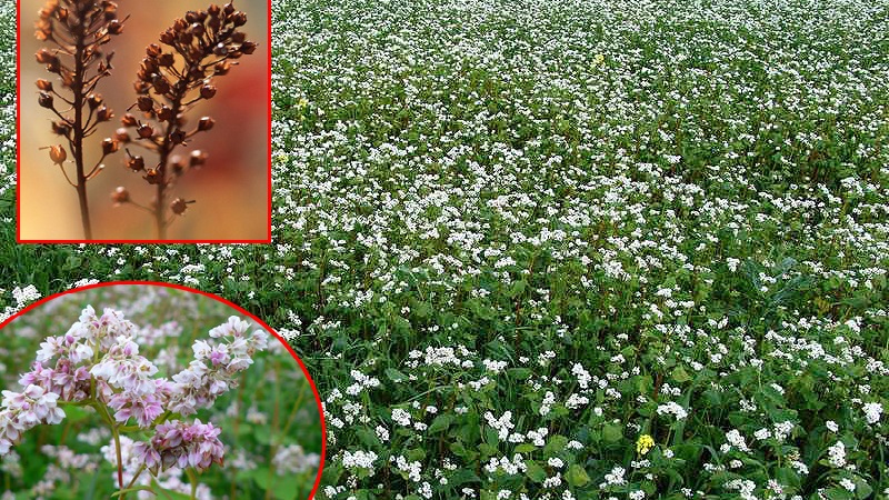 Was ist Buchweizen und wie sieht es aus, wenn es auf dem Feld wächst?