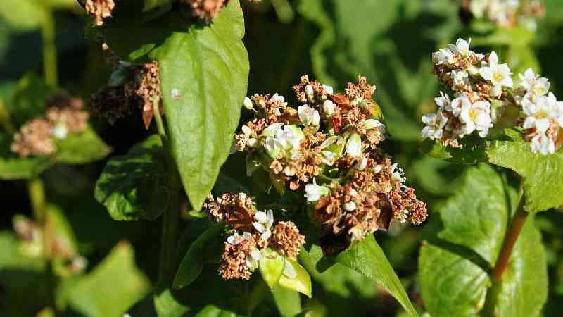 Wie Buchweizen blüht: Beschreibung, Vorteile und Anwendung