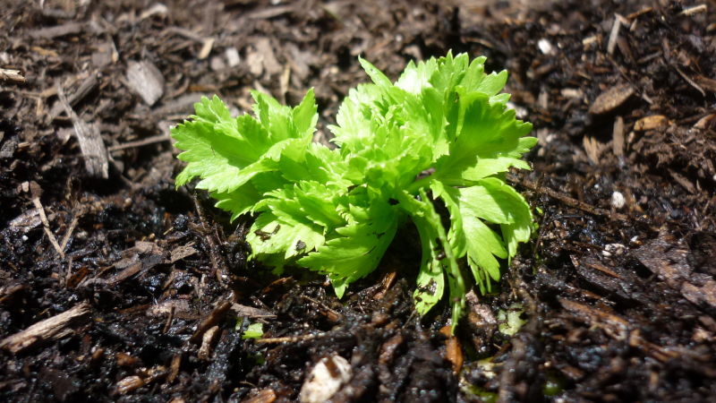 How to grow and use stalked celery for maximum health benefits