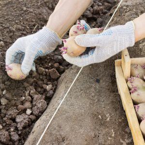 Schritt-für-Schritt-Empfehlungen: Wie man Kartoffeln von A bis Z anbaut