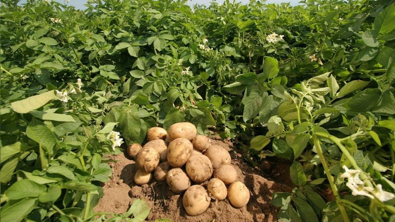 Wir enthüllen die Geheimnisse der Rekorderträge: Wie man einen Eimer Kartoffeln aus einem Busch anbaut