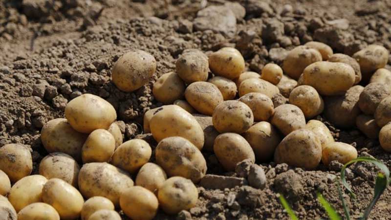 Wir enthüllen die Geheimnisse der Rekorderträge: Wie man einen Eimer Kartoffeln aus einem Busch anbaut