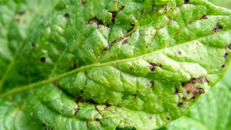 Was sind die Krankheiten der Kartoffelspitzen: Beschreibung und Behandlung