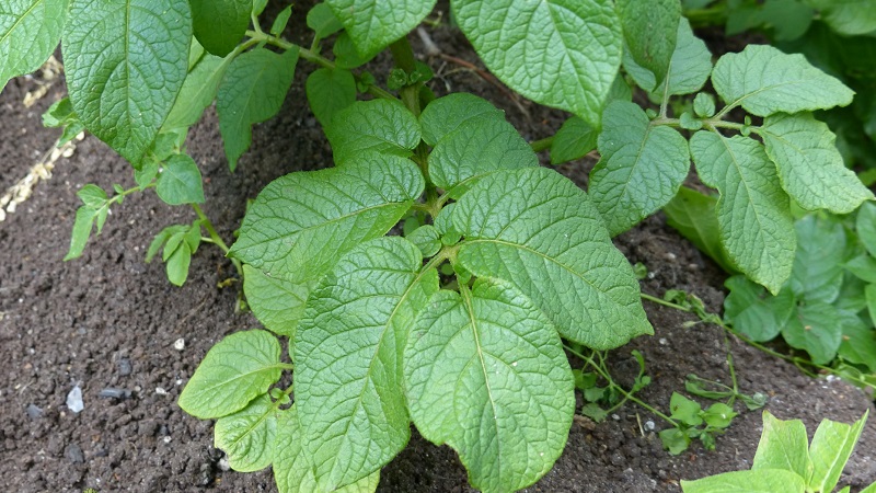 Was sind die Krankheiten der Kartoffelspitzen: Beschreibung und Behandlung