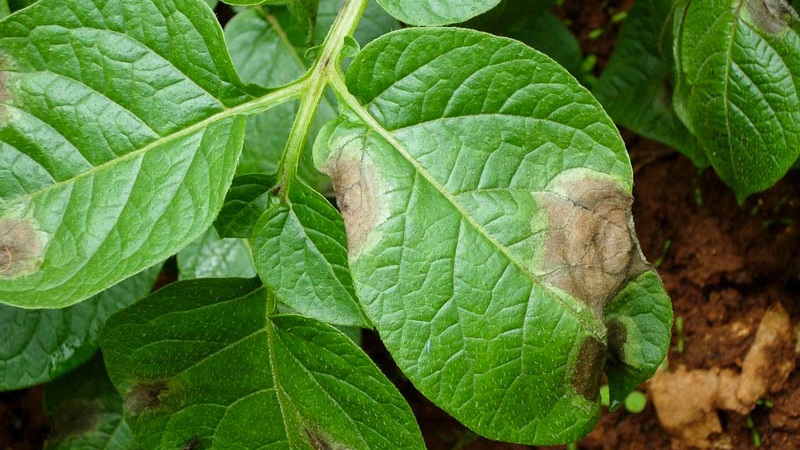 Was sind die Krankheiten der Kartoffelspitzen: Beschreibung und Behandlung