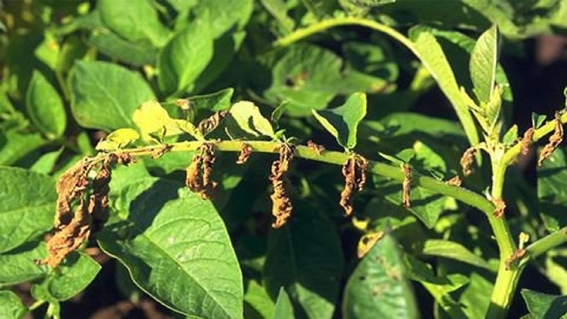 Was sind die Krankheiten der Kartoffelspitzen: Beschreibung und Behandlung