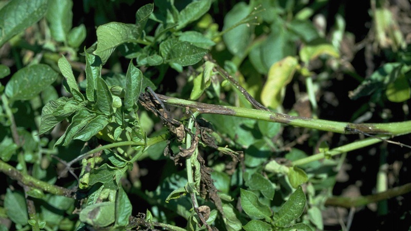 Was sind die Krankheiten der Kartoffelspitzen: Beschreibung und Behandlung