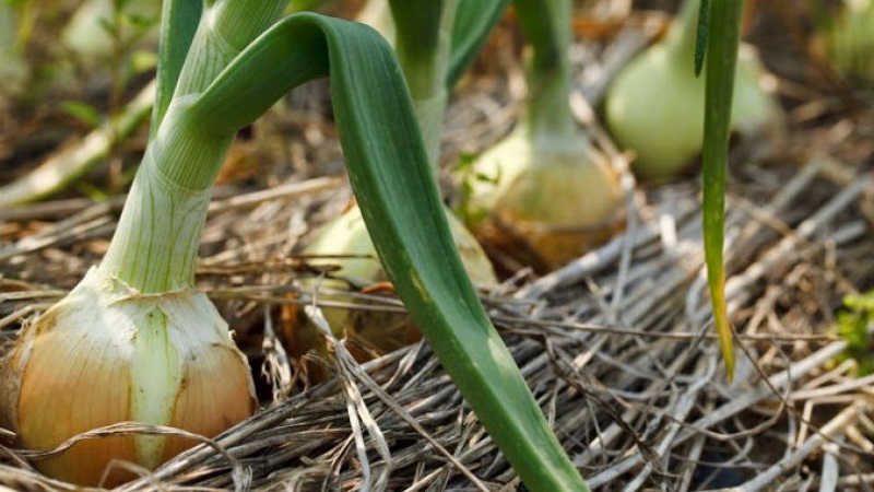 Welche Arten von Zwiebeln sind, welche Eigenschaften sie haben und welche Sorte für die Langzeitlagerung am besten geeignet ist