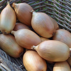 Welche Arten von Zwiebeln sind, welche Eigenschaften sie haben und welche Sorte für die Langzeitlagerung am besten geeignet ist