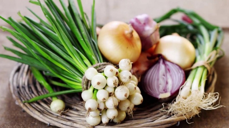 Welche Arten von Zwiebeln sind, welche Eigenschaften sie haben und welche Sorte für die Langzeitlagerung am besten geeignet ist