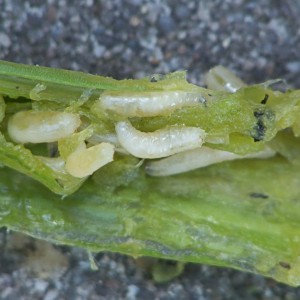 Was sind die Schädlinge von Zwiebeln und Methoden mit ihnen