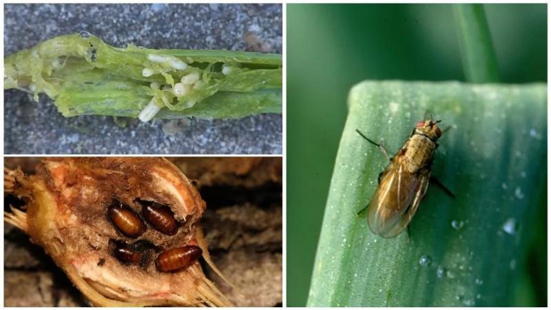 Was sind die Schädlinge von Zwiebeln und Methoden mit ihnen