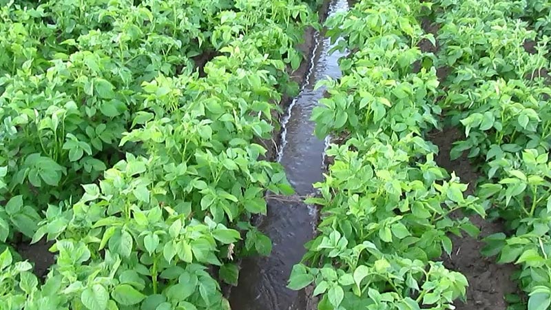 Mittlere frühe Lilly-Kartoffelsorte mit hohem Ertrag