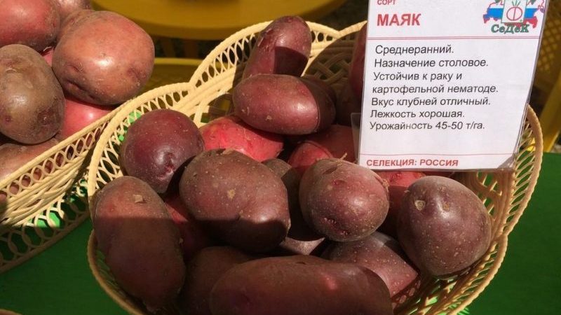 Kartoffelsorte Mayak in der Zwischensaison mit guter Anpassung an die Wachstumsbedingungen