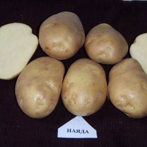 Die besten Kartoffelsorten: Naiada, Madeira, Chaika und andere