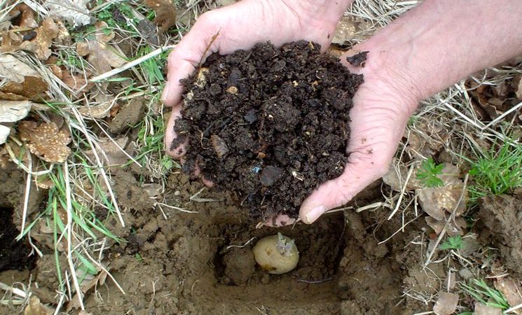 Gülle als Dünger für Kartoffeln: Wann ist es besser, im Herbst oder Frühling aufzutragen?