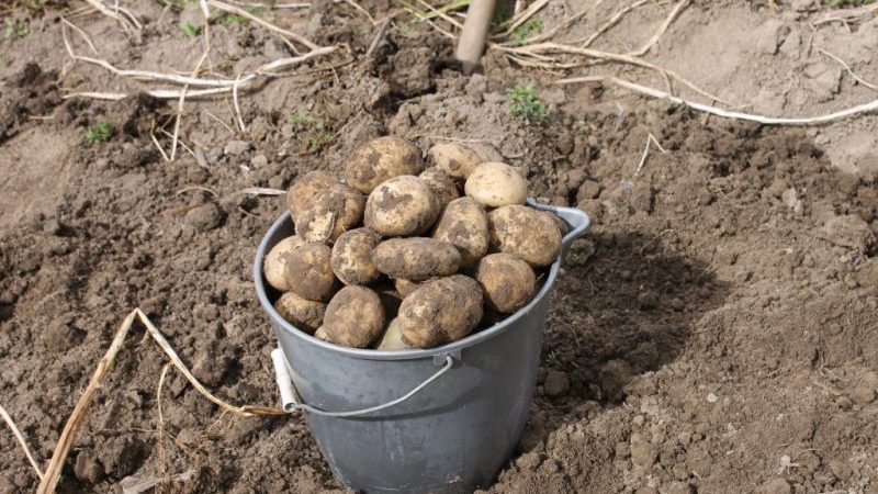 Gülle als Dünger für Kartoffeln: Wann ist es besser, im Herbst oder Frühling aufzutragen?