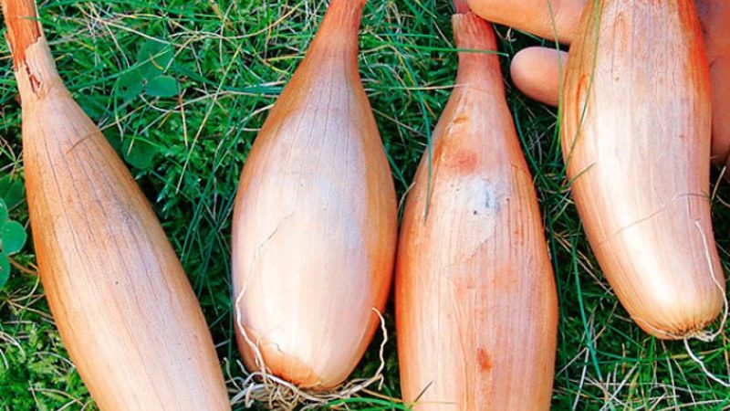 Hochertragreiche krankheits- und schädlingsresistente Zwiebelsorte Bamberger