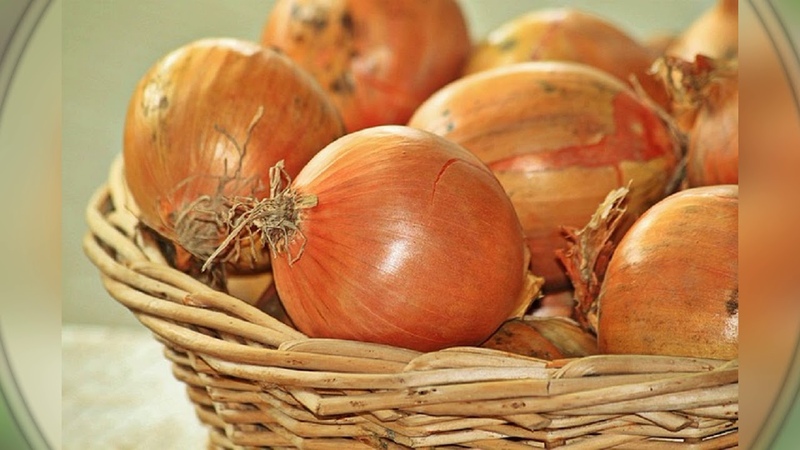 Sehr frühe und kältebeständige Salatsorte Ellan