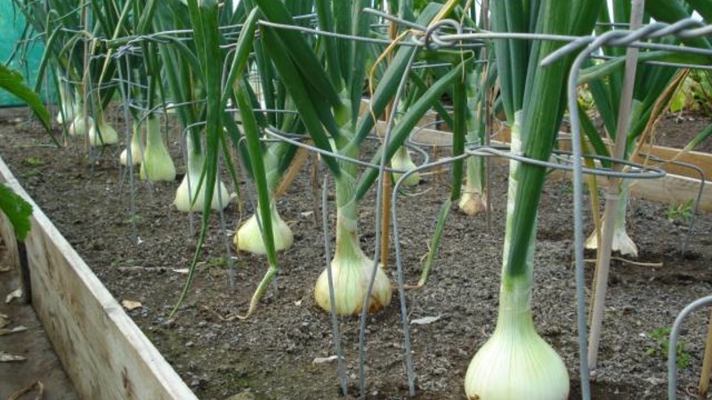 Zwiebeln und Knoblauch im selben Garten: Ist es möglich, sie zusammen zu pflanzen?