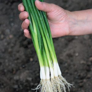 Ertragreiche Zwiebel mit erstaunlichem Geschmack Parade