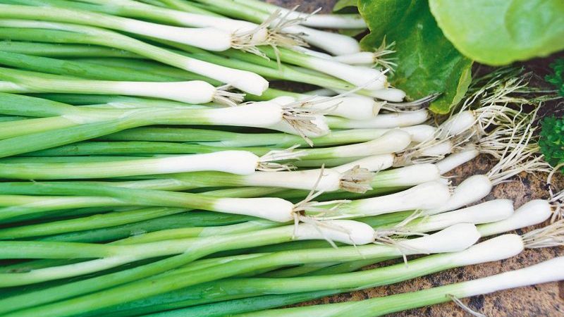 Ertragreiche Zwiebel mit erstaunlichem Geschmack Parade