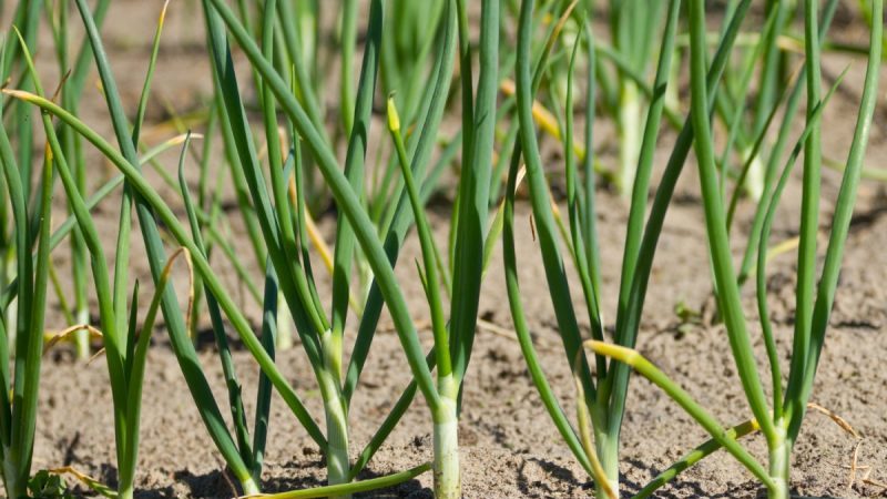 Was tun, wenn die Zwiebel im Garten gelb wird und warum es passiert?