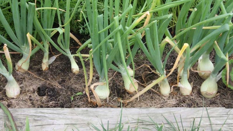 Was tun, wenn die Zwiebel im Garten gelb wird und warum es passiert?