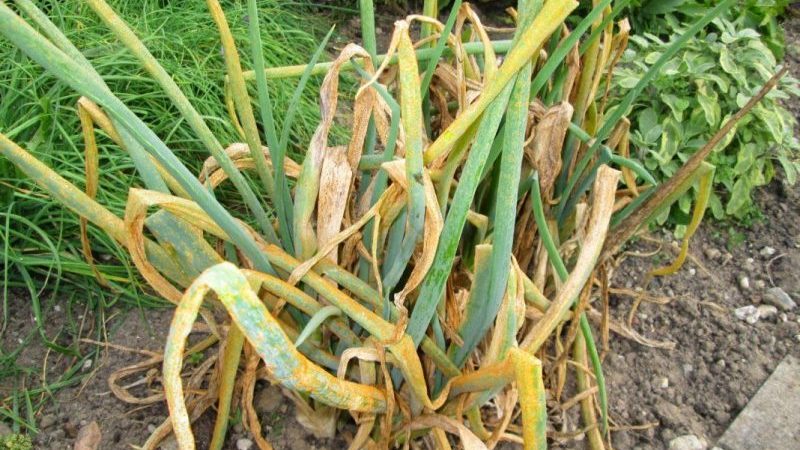 Was tun, wenn die Zwiebel im Garten gelb wird und warum es passiert?